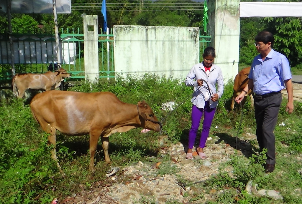 Chuyển đổi sinh kế cho đồng bào Raglai ở Khánh Hoà (Bài 2): Khánh Vĩnh phát triển chăn nuôi tập trung