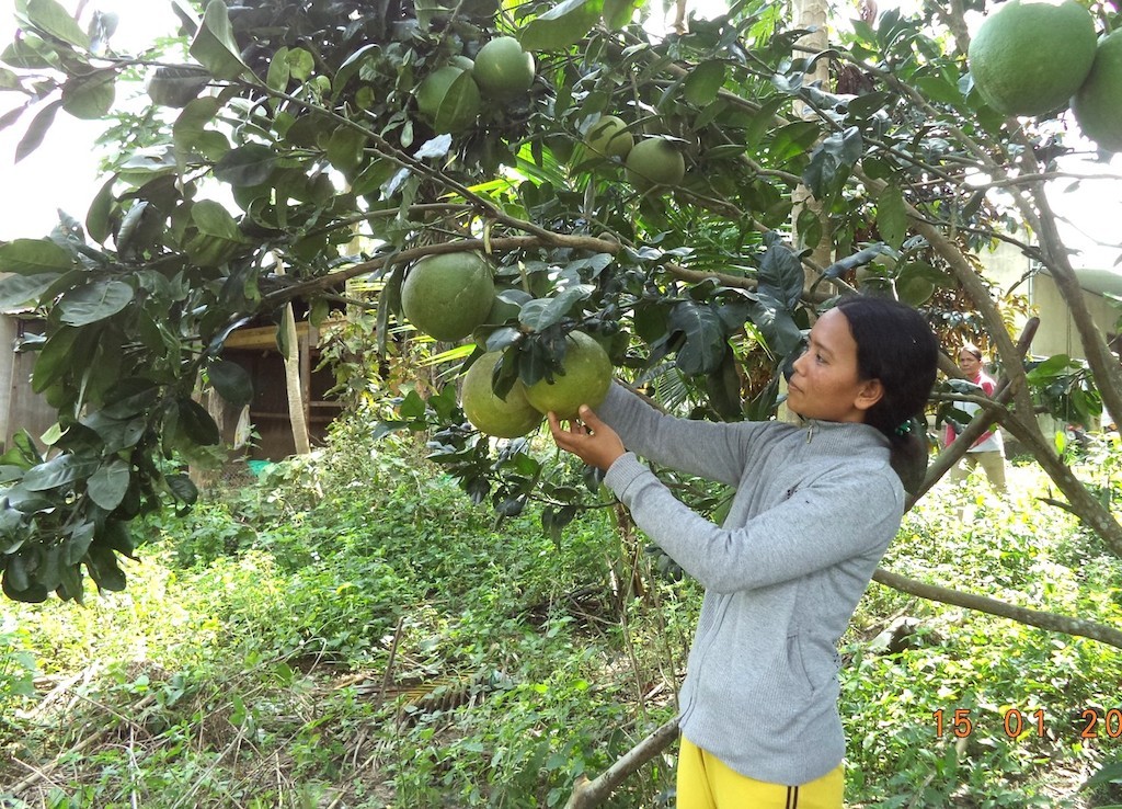 Chuyển đổi sinh kế cho đồng bào Raglai ở Khánh Hoà (Bài 1): Khánh Sơn chọn thế mạnh cây ăn quả