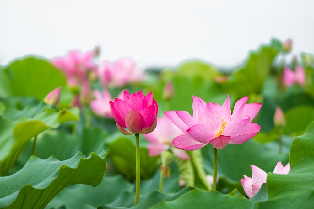 Môi trường xanh nhờ trồng sen hồng trên đất trũng