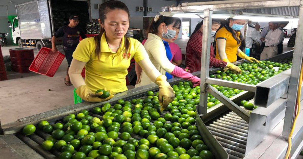 HTX đưa trái chanh công nghệ cao 'bay' vào trời Âu