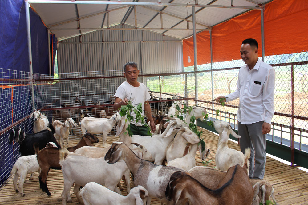 Sức bật từ sản phẩm OCOP ở Hòa Bình (Bài 3): Để dê núi Lương Sơn vươn ra thị trường