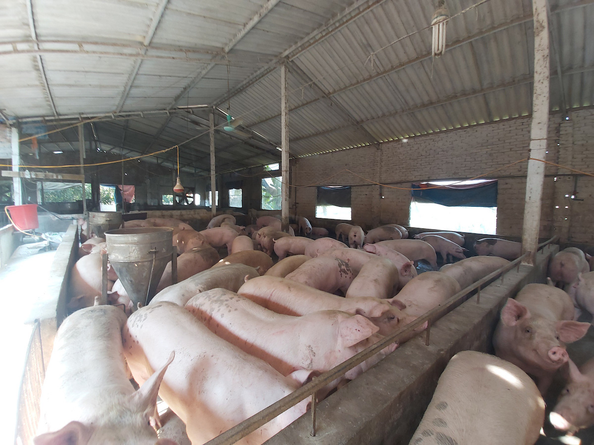 Giá lợn hơi chịu tác động từ khủng hoảng thừa thịt lợn của Trung Quốc?