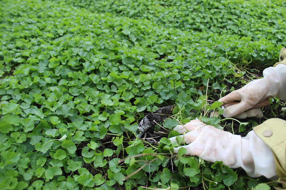 Yên Thắng khấm khá từ trồng rau má hàng hóa