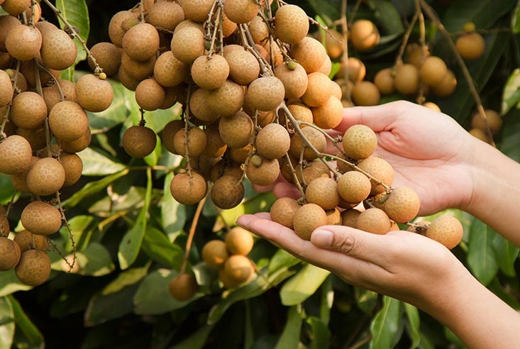 HTX Hoa Mười: Canh tác bền vững đưa nông sản vươn tầm thế giới
