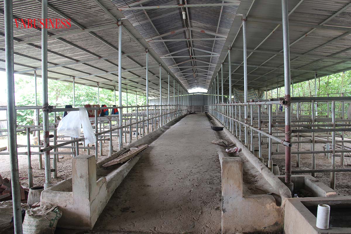 Tiếp bài về HTX Liên minh chăn nuôi Phúc Thọ kêu cứu: Đại diện huyện Phúc Thọ nói gì?