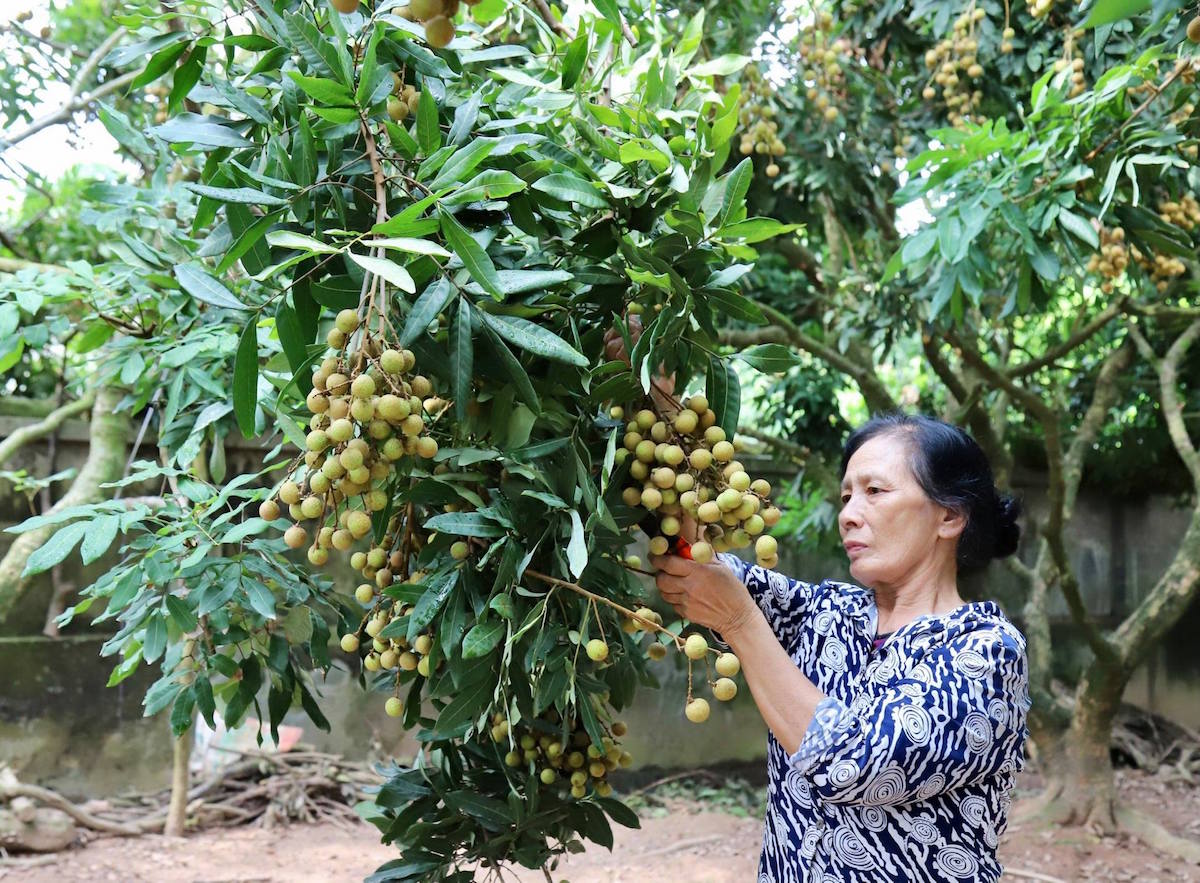 21 quốc gia, vùng lãnh thổ tham gia hội nghị kết nối tiêu thụ nhãn lồng Hưng Yên