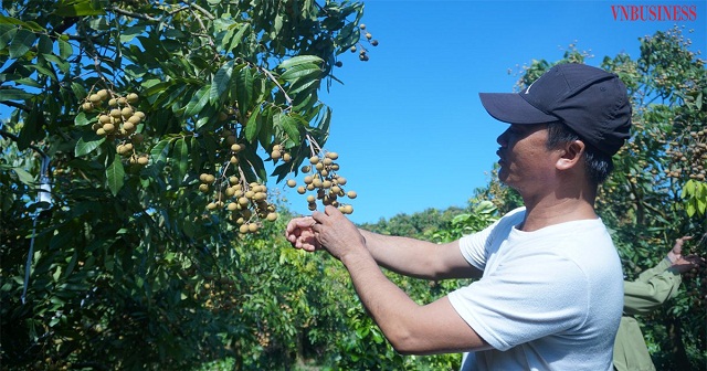'Thủ phủ' nhãn lồng Hưng Yên bứt lên cùng VietGAP