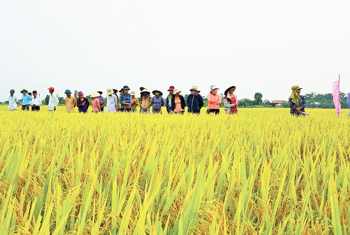 Trồng lúa thông minh thích ứng biến đổi khí hậu ở Vị Thắng