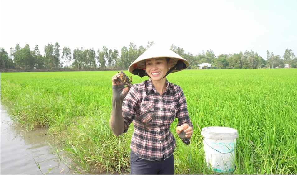 Sức sống mới trên cánh đồng lúa hữu cơ Triệu Hòa