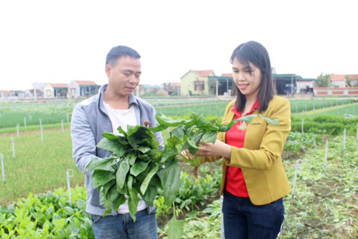 Màu xanh trên 'thủ phủ' rau VietGAP xứ Nghệ