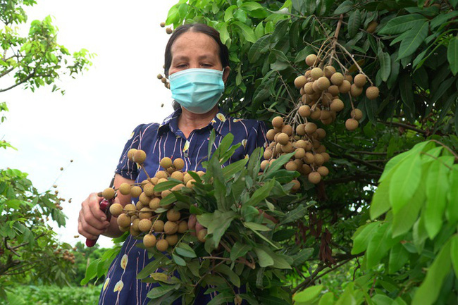 Đang đàm phán xuất khẩu chính ngạch quả nhãn tươi sang thị trường Nhật