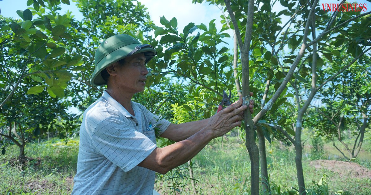 HTX Hưng Thịnh ăn nên làm ra từ nghề ươm cây giống