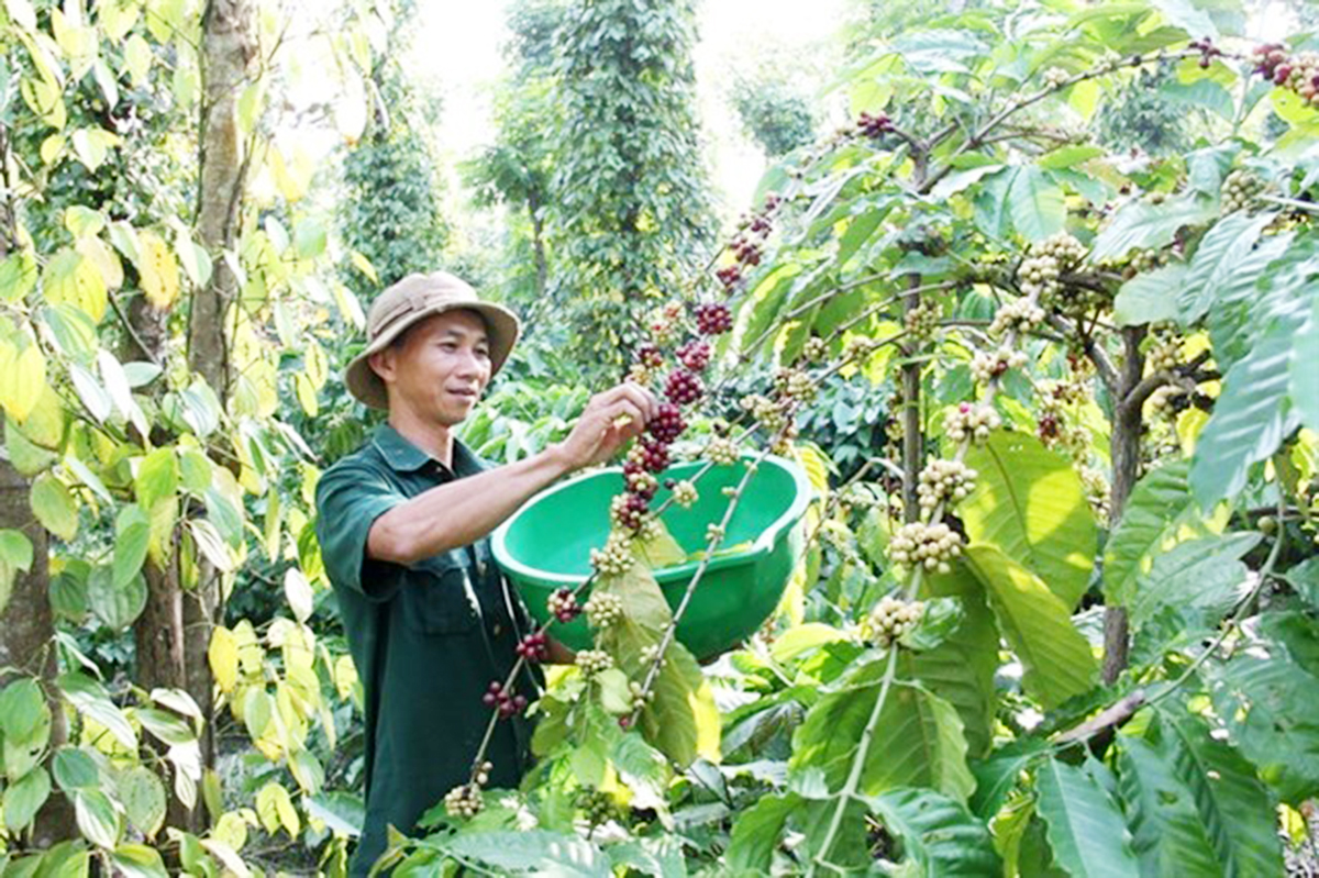 Đồng bào dân tộc thiểu số huyện Cư M’gar an cư, lạc nghiệp (Bài cuối): Cú hích từ kinh tế hợp tác