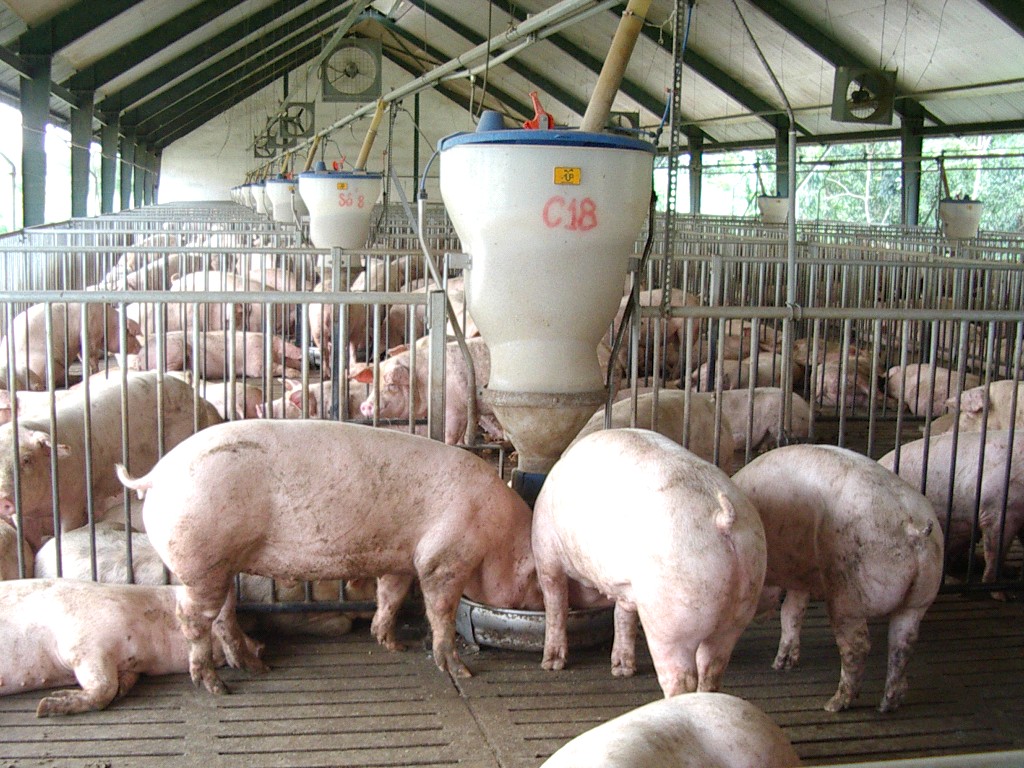 Giá lợn hơi tiếp đà giảm vì 'mắc kẹt' đầu ra do dịch COVID-19