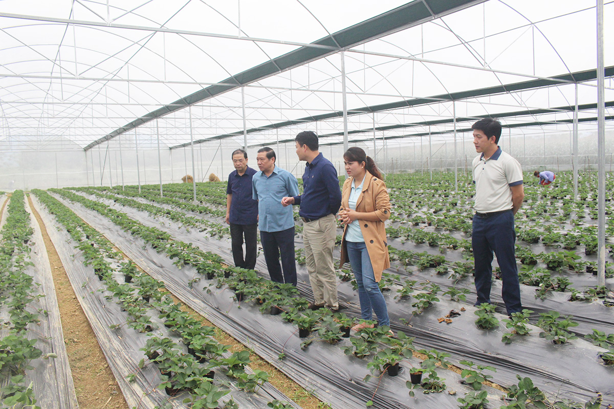 Cao Bằng tạo bước đột phá cho nông nghiệp thông minh