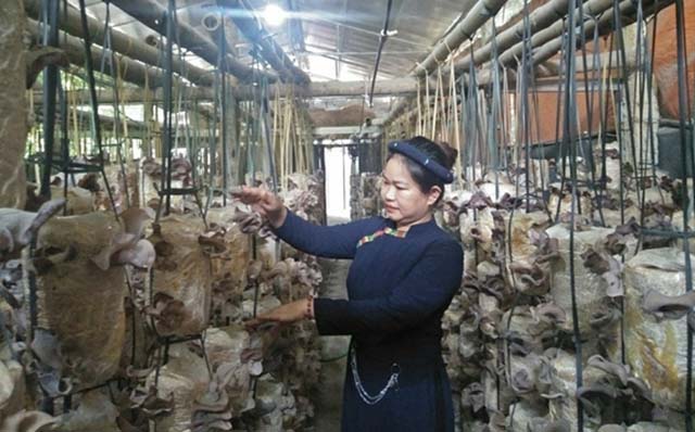 Phụ nữ dân tộc thiểu số Bắc Kạn làm kinh tế HTX (Bài cuối): Khẳng định vai trò, bản lĩnh 'phái yếu'