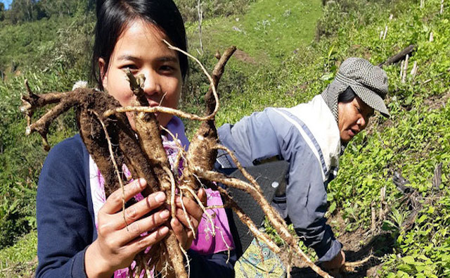 Cây dược liệu giúp đồng bào dân tộc thiểu số ở Quảng Nam 'đổi đời' (Bài 2): Vai trò 'bà đỡ' của Hợp tác xã