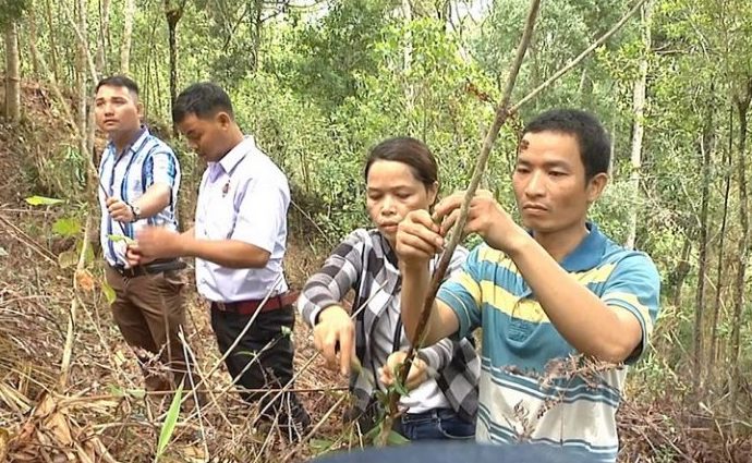 Cây dược liệu giúp đồng bào dân tộc thiểu số ở Quảng Nam 'đổi đời' (Bài 1): Thoát nghèo từ cây ba kích