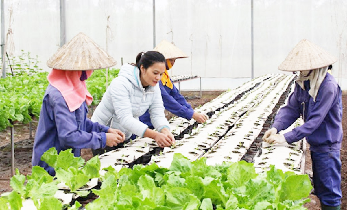 Tam Nông giải 'bài toán' tăng thu nhập nhờ đào tạo nghề