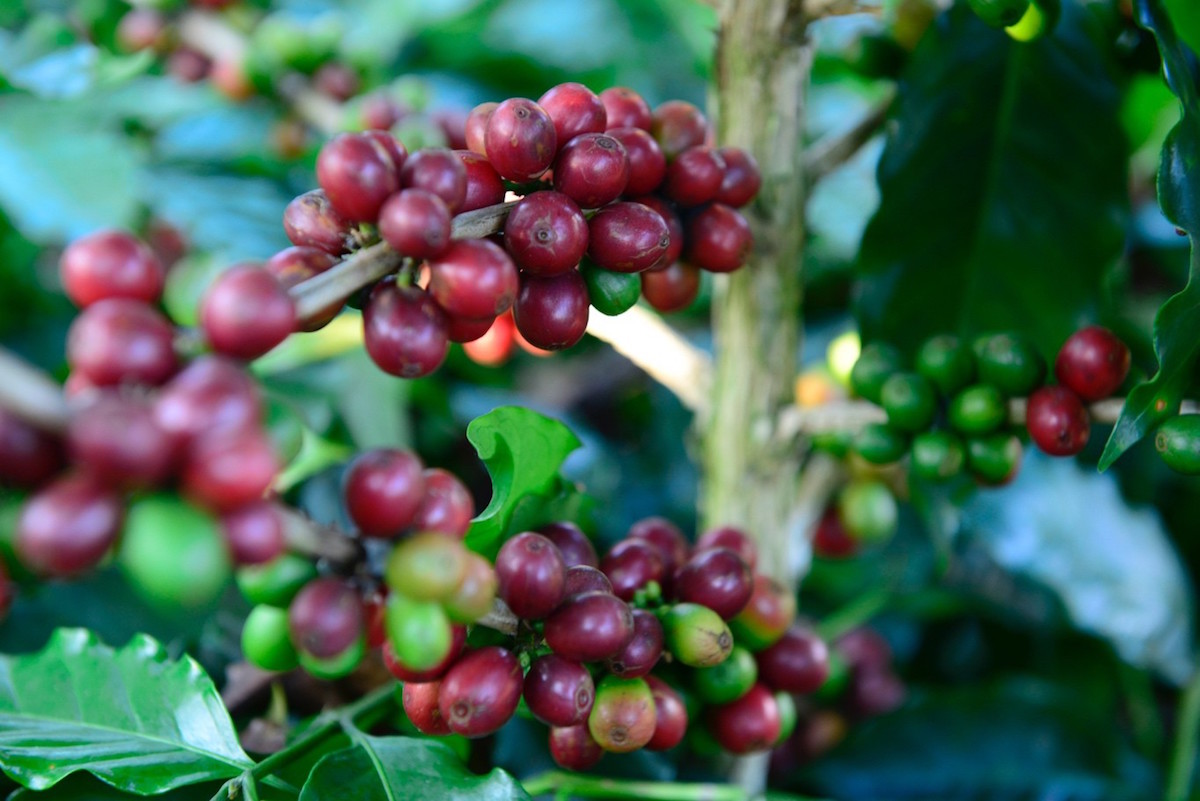Cà phê Việt kém cạnh tranh ở Mỹ vì cước tàu cao hơn Brazil