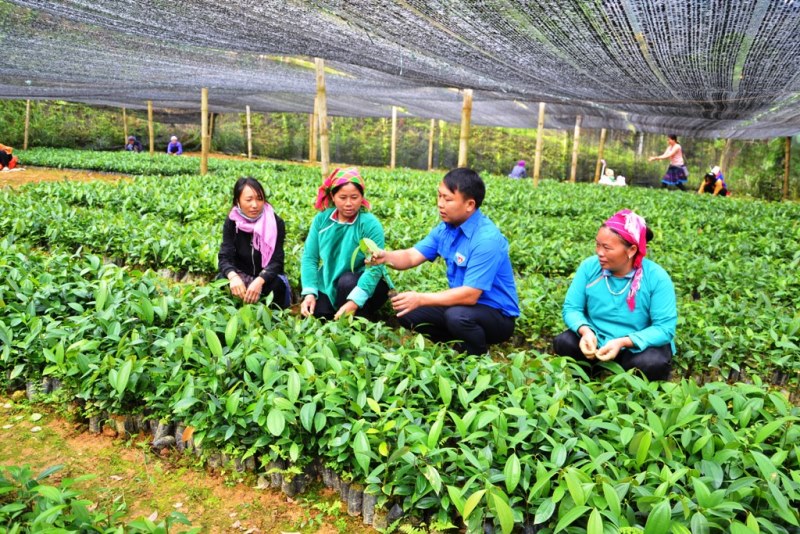 Đồng bào dân tộc thiểu số ở Lào Cai làm kinh tế HTX (Bài 1): Thủ lĩnh thanh niên nơi thượng nguồn sông chảy