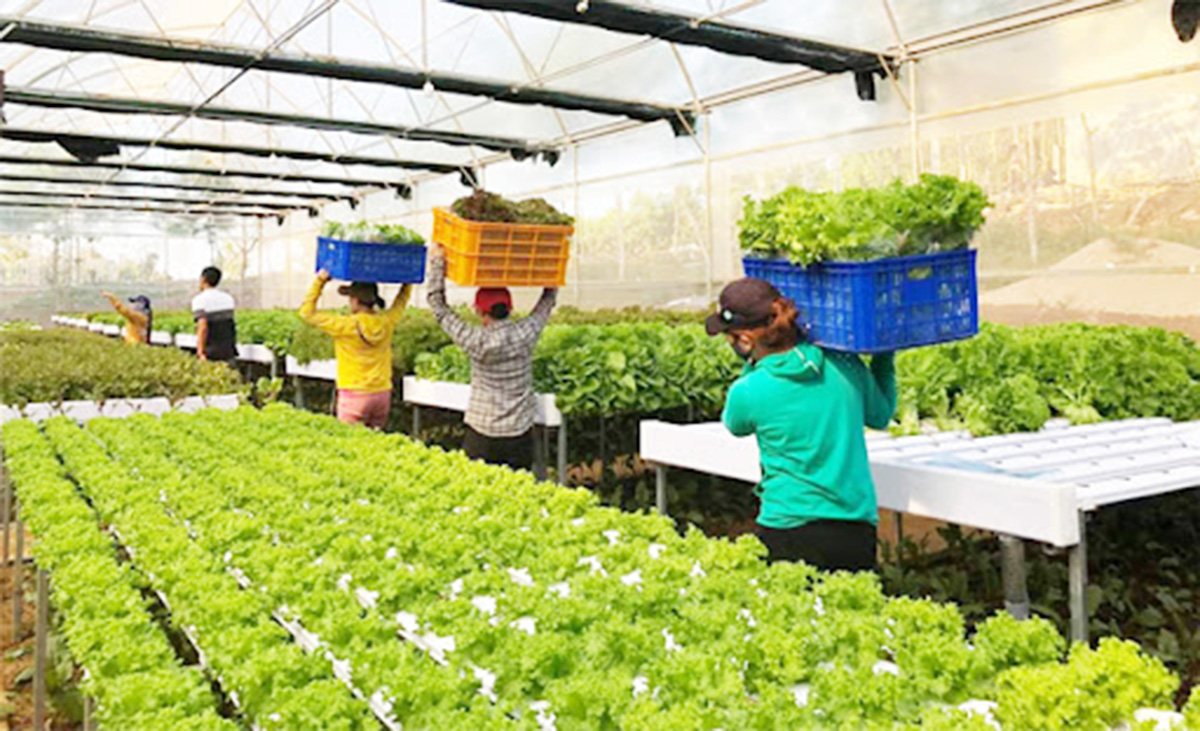 BB bắt nhịp xu thế nông nghiệp 4.0
