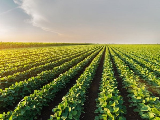 HTX Thân Thiện: Trồng nông sản xanh lại nhanh có tiền