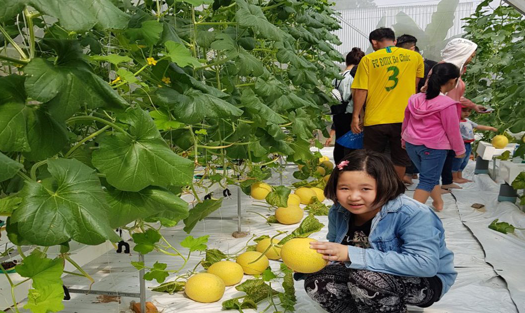 HTX Phú Thạnh thành công với mô hình dưa lưới công nghệ cao