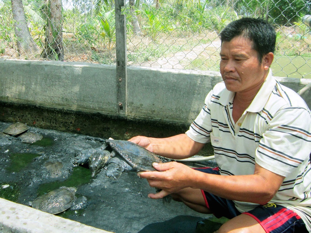 Người Khmer ở Hậu Giang vượt khó vươn lên (Bài cuối): Làm giàu không khó nhờ nuôi ba ba