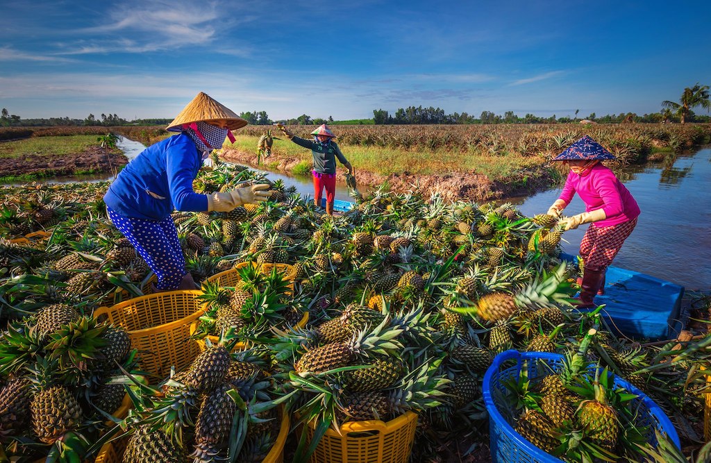 Người Khmer ở Hậu Giang vượt khó vươn lên (Bài 2): Đoàn kết giúp nhau làm kinh tế