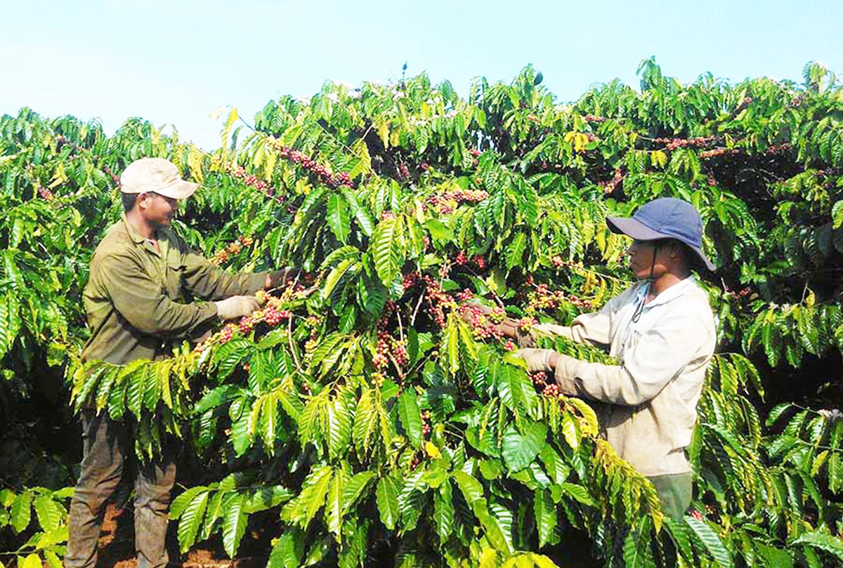 Phát triển vùng đồng bào dân tộc thiểu số huyện Đak Đoa (Bài 2): Đi lên cùng kinh tế hợp tác