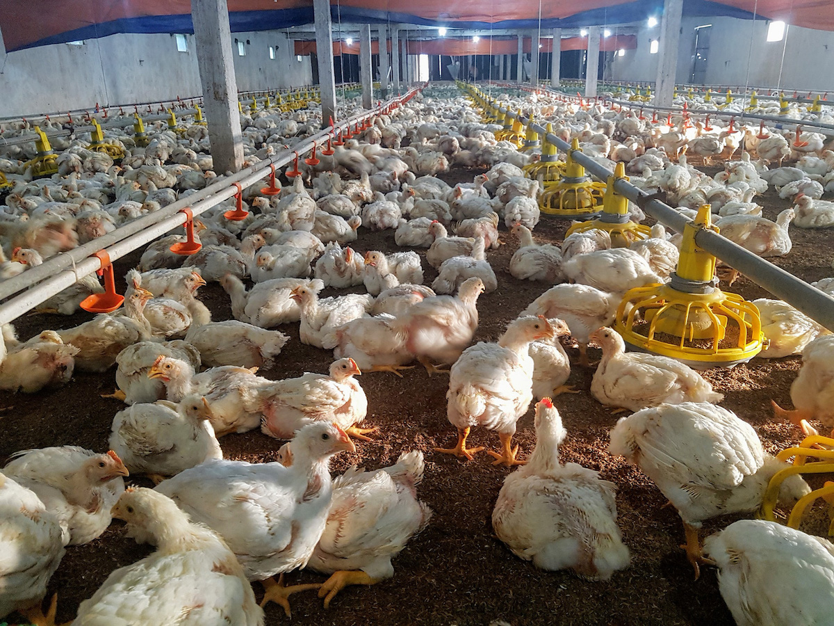 Giá lợn, gà 'chạm đáy' vì tắc nghẽn đầu ra