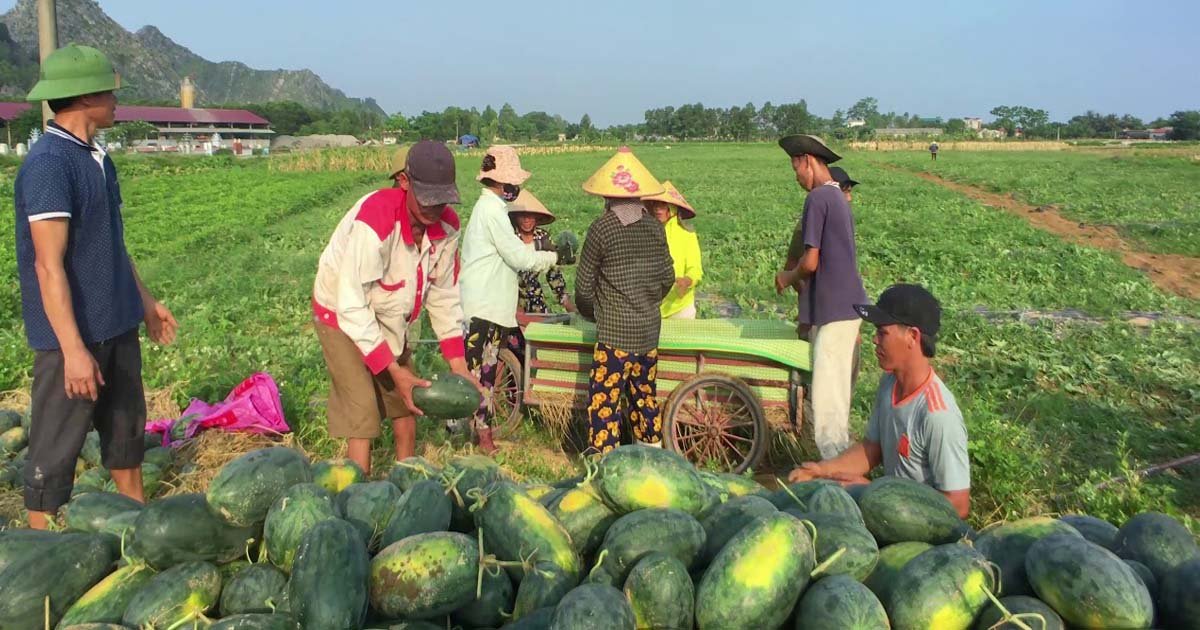 Bước tiến mới từ chuỗi sản xuất an toàn ở HTX Nga Yên