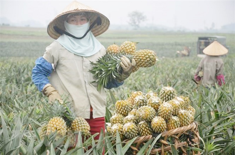 Phu-Hoa-2873-1627374856.jpg