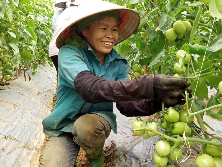 Rau hữu cơ 4 sạch phủ xanh đất Mường Tấc