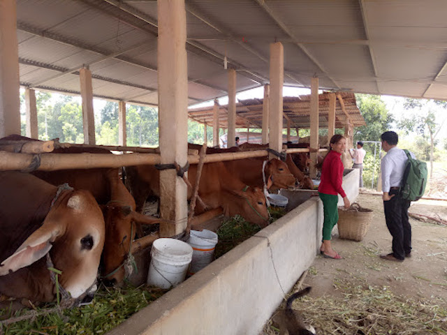 Giá thức ăn chăn nuôi tăng cao, Bộ NN&PTNT khuyến nghị đẩy mạnh chăn nuôi trâu, bò, dê thịt