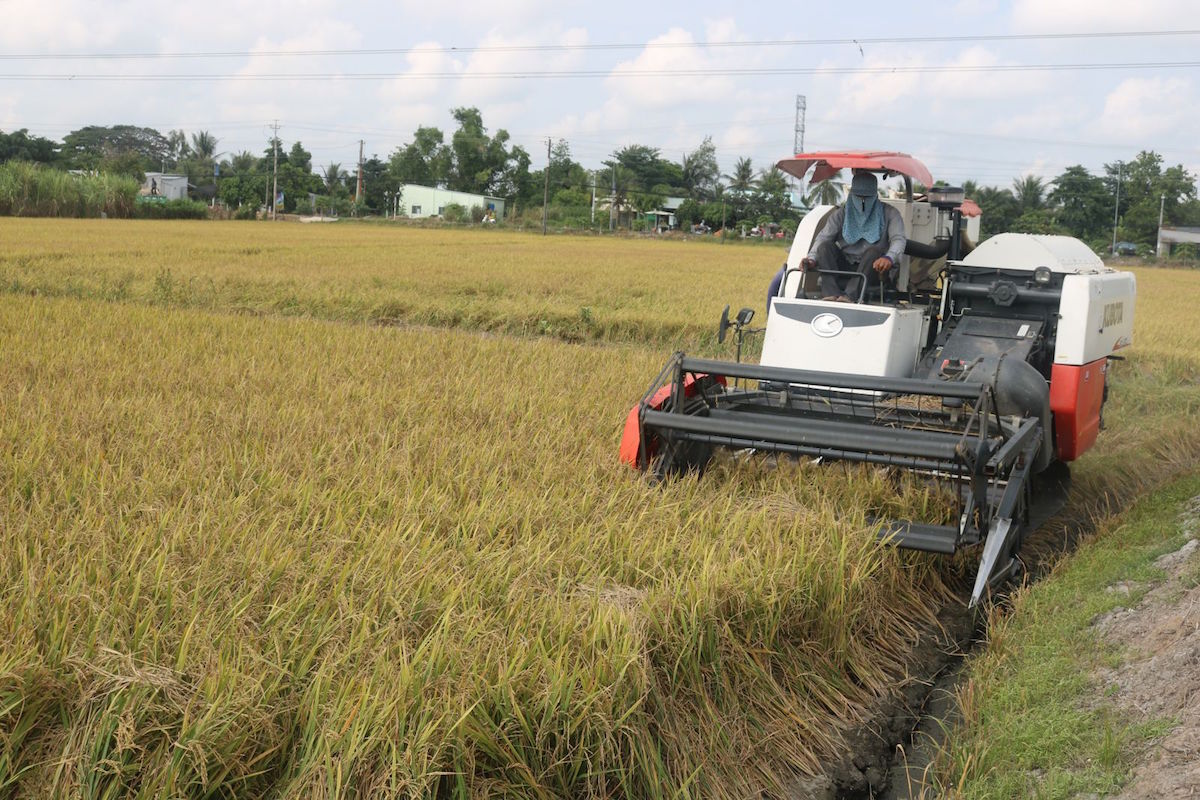 Giá lúa xuống thấp vì thương lái không đến mua