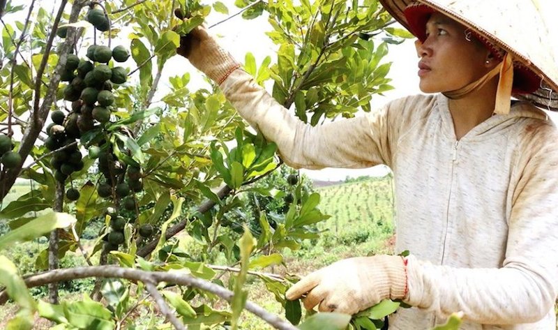 Giảm nghèo ở vùng dân tộc thiểu số tại Đăk Nông (Bài 2): Khai thác thế mạnh sản phẩm đặc trưng