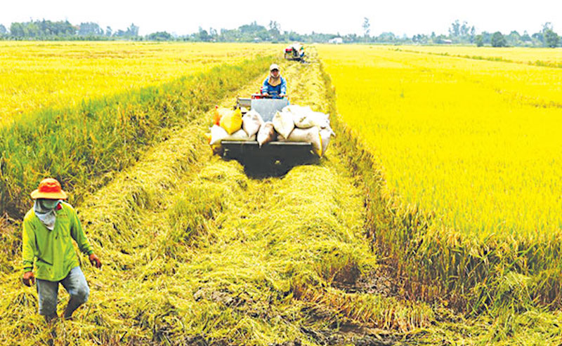 Chuỗi sản xuất, thu mua nông sản 'đe dọa' đứt, gãy