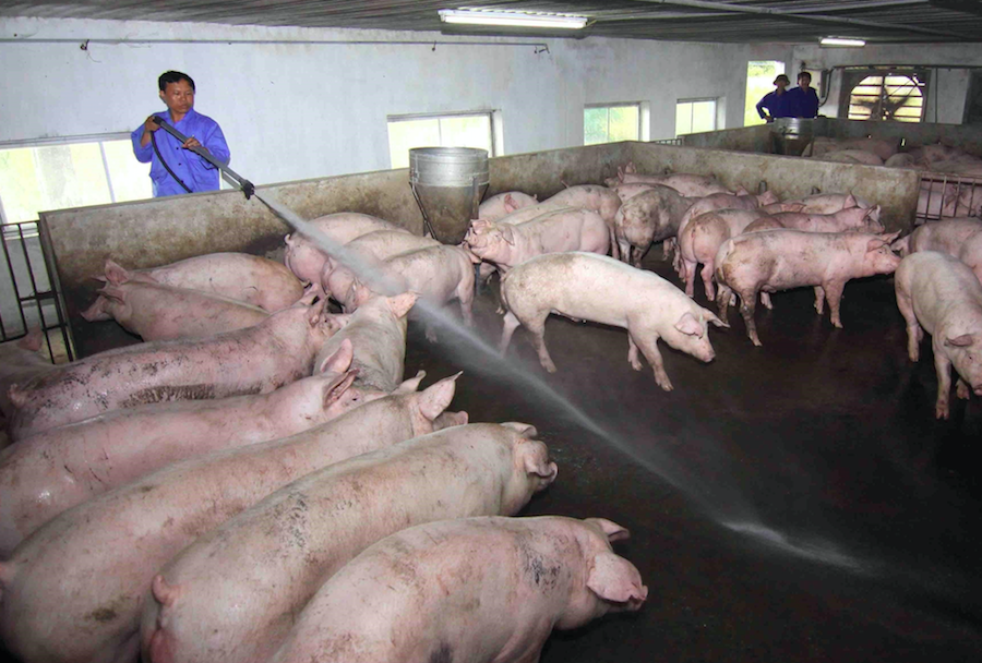 Giá lợn hơi giảm gần một nửa so với mức đỉnh vào giữa năm 2020