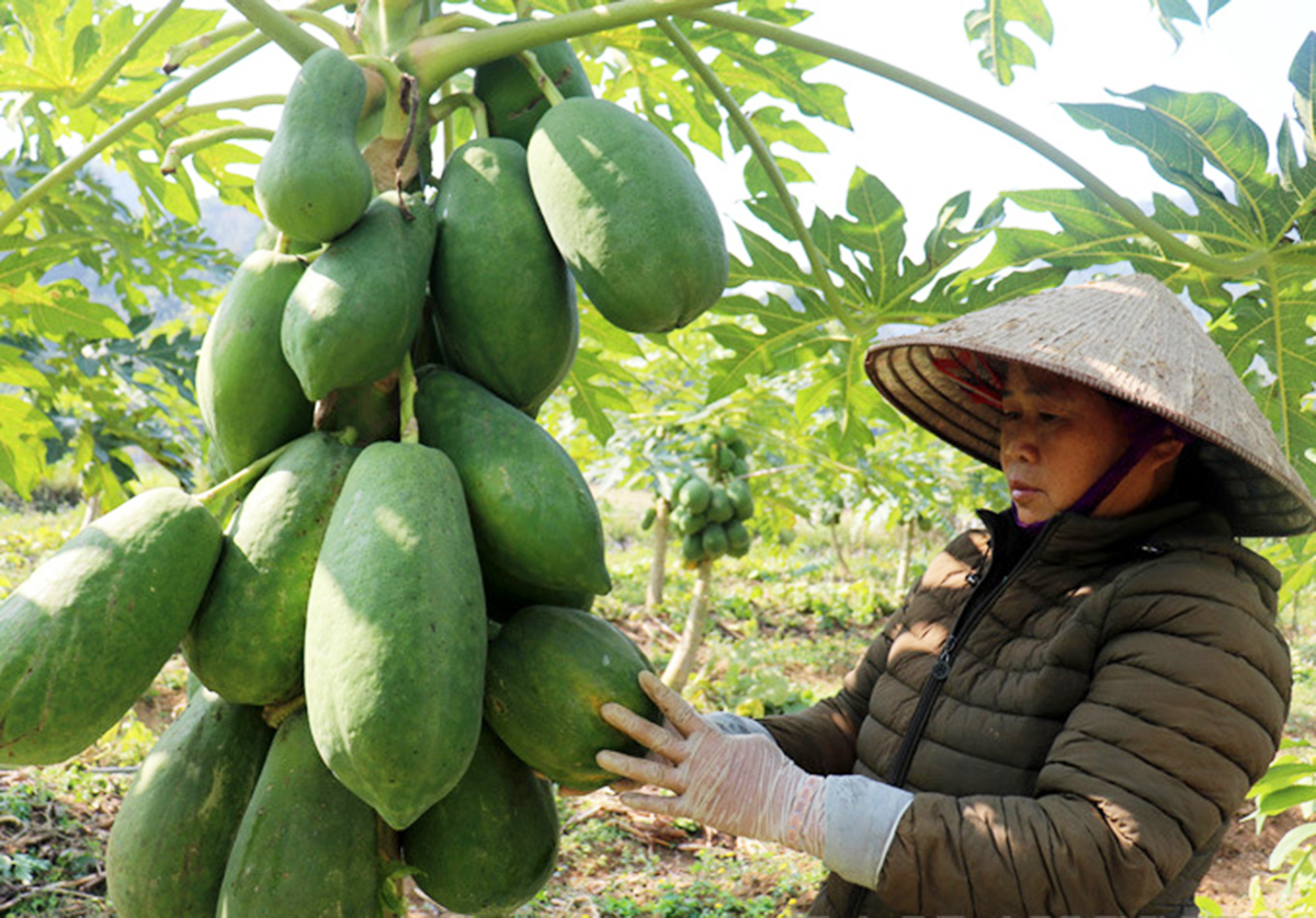Mở hướng đi mới với chuỗi giá trị nông sản sạch
