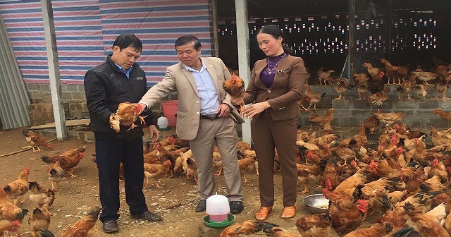 HTX Hương Nhượng nuôi gà sinh học an toàn ‘đẻ trứng vàng’