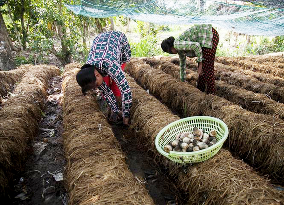 Khởi sắc nghề trồng nấm của người Khmer ở Ngọc Chúc