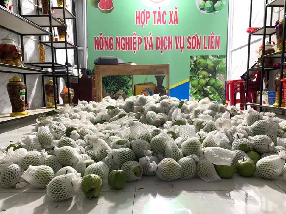 Hiệu quả từ các chính sách giảm nghèo ở huyện Sơn Tây (Bài 2): Hướng đến vùng chuyên canh hàng hóa