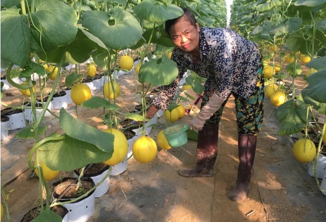 Địa chỉ xanh, nông sản sạch ở HTX Vạn Hà