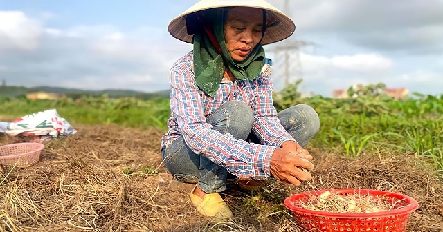 HTX Nghi Lâm trồng hành tăm nhỏ xíu kiếm tiền tỷ
