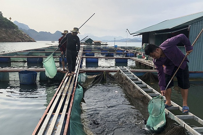 Hiệu quả từ nuôi trồng thủy sản ở Sơn La(Bài 2): Khởi sắc vùng lòng hồ thủy điện Sơn La