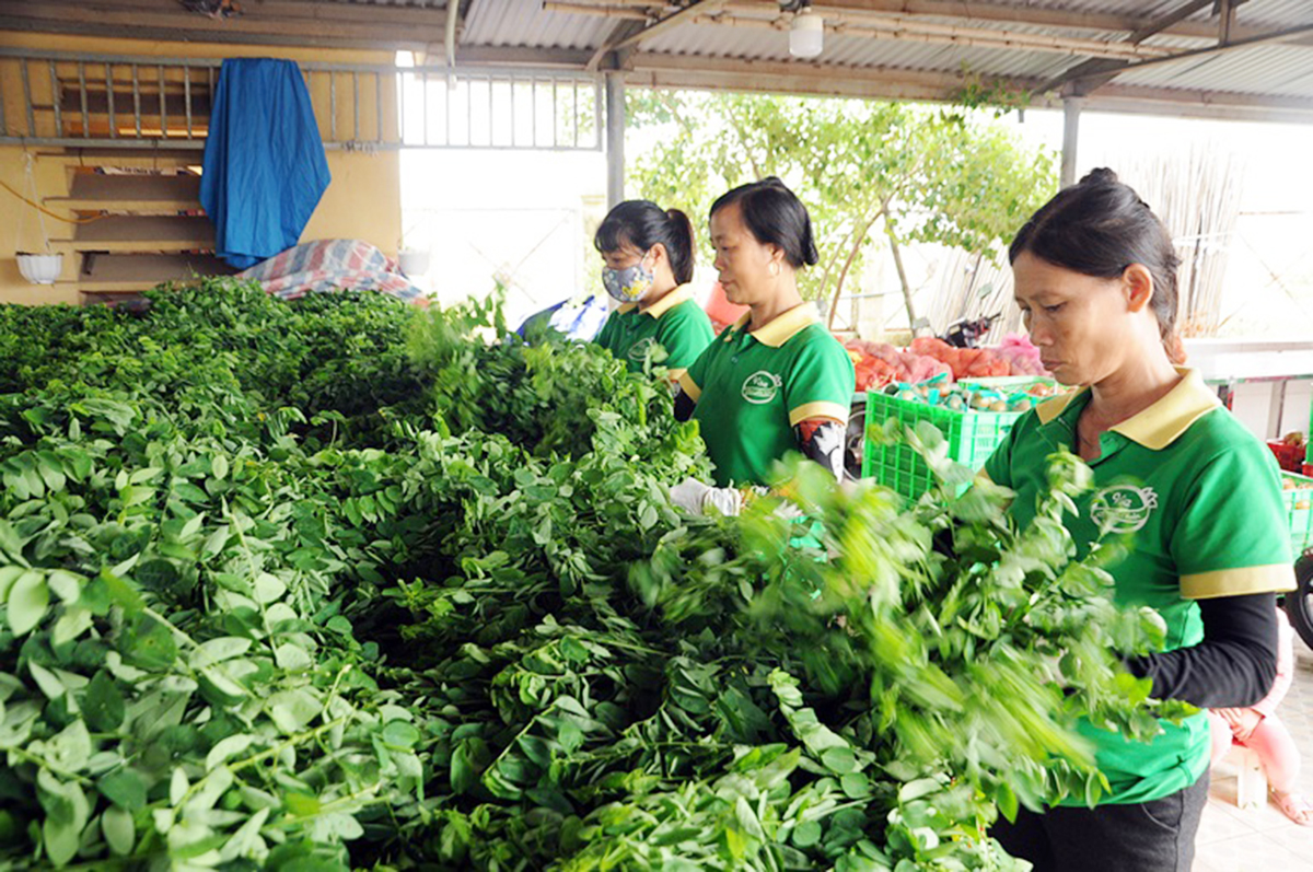 Dấu ấn HTX với nông thôn mới nâng cao ở Yên Lạc