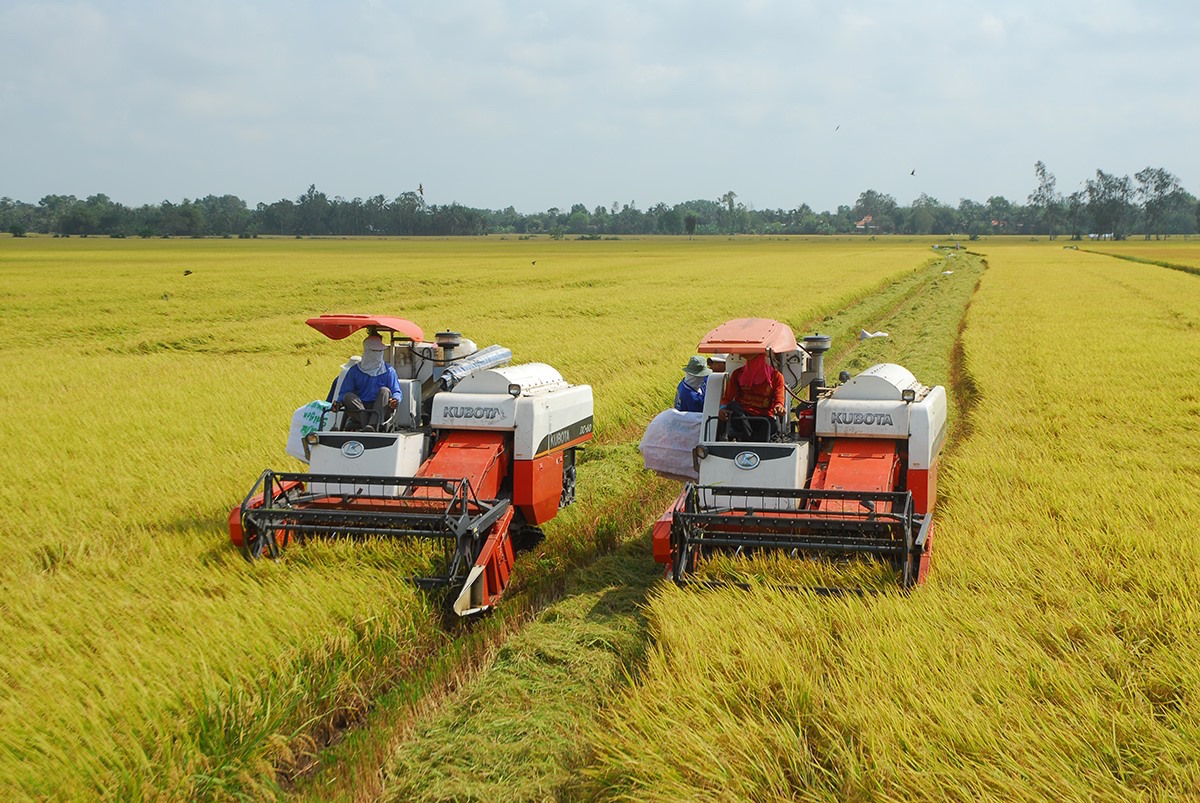 Giá lúa Hè Thu giảm sâu, Bộ NN&PTNT đề xuất Chính phủ thu mua tạm trữ