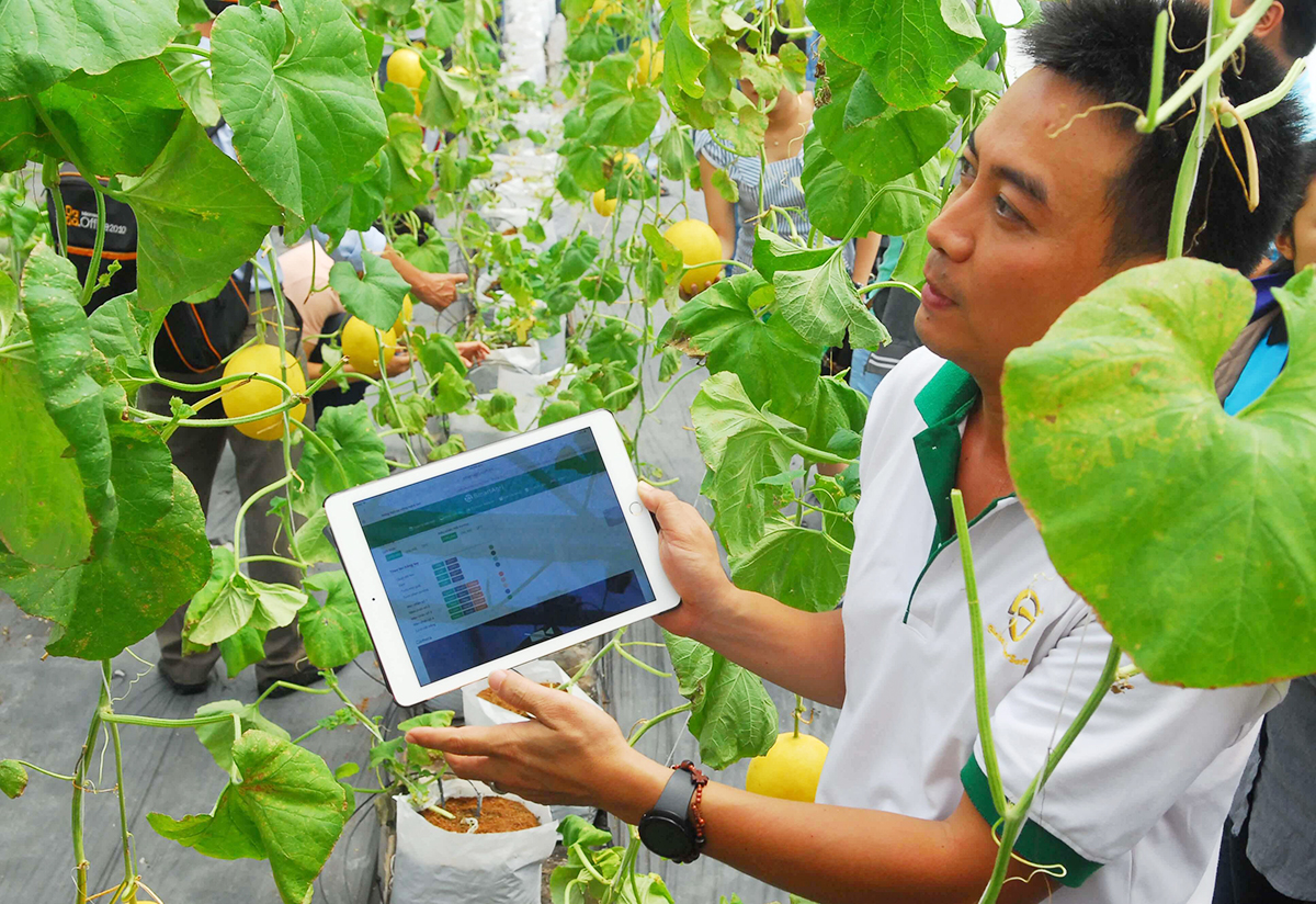 Thủ Thừa nâng 'chất' nông nghiệp, ứng phó biến đổi khí hậu